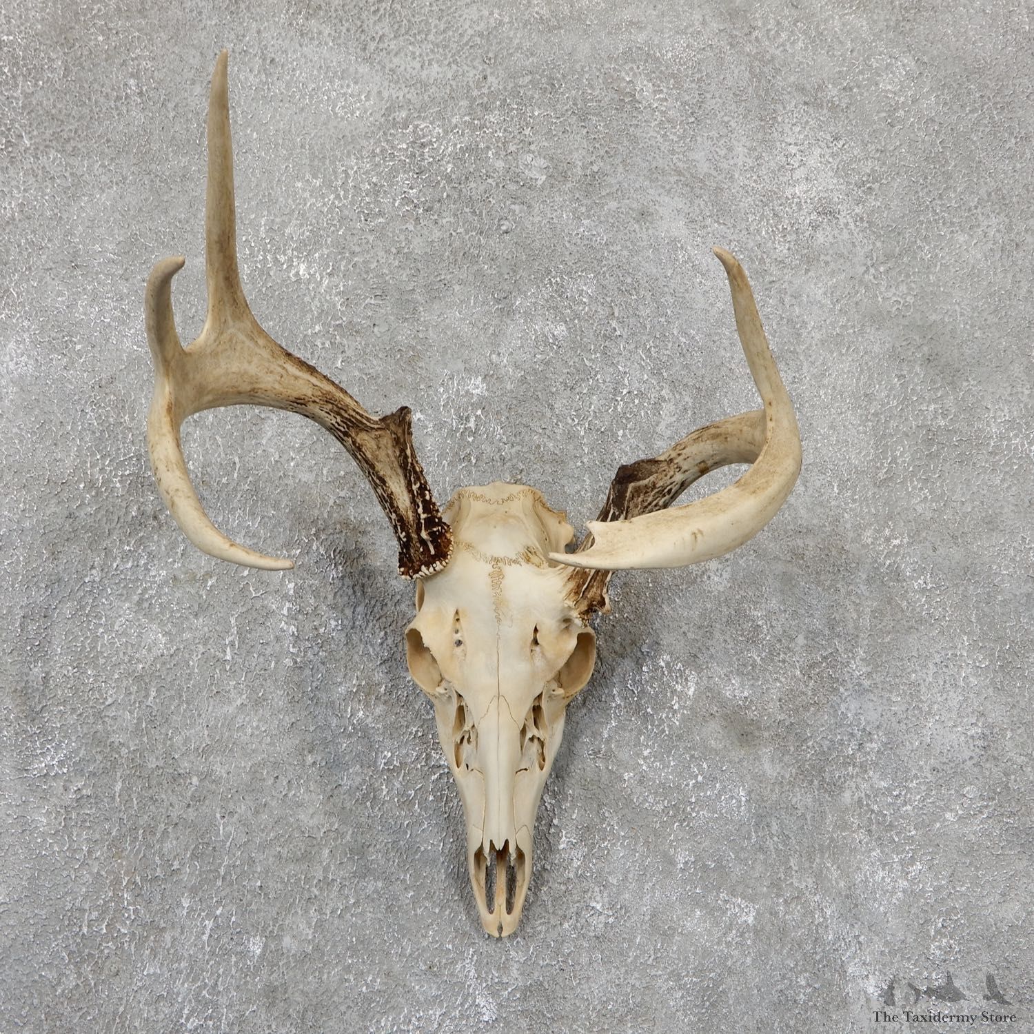 Whitetail Deer Skull European Mount For Sale #19422 @ The Taxidermy Store