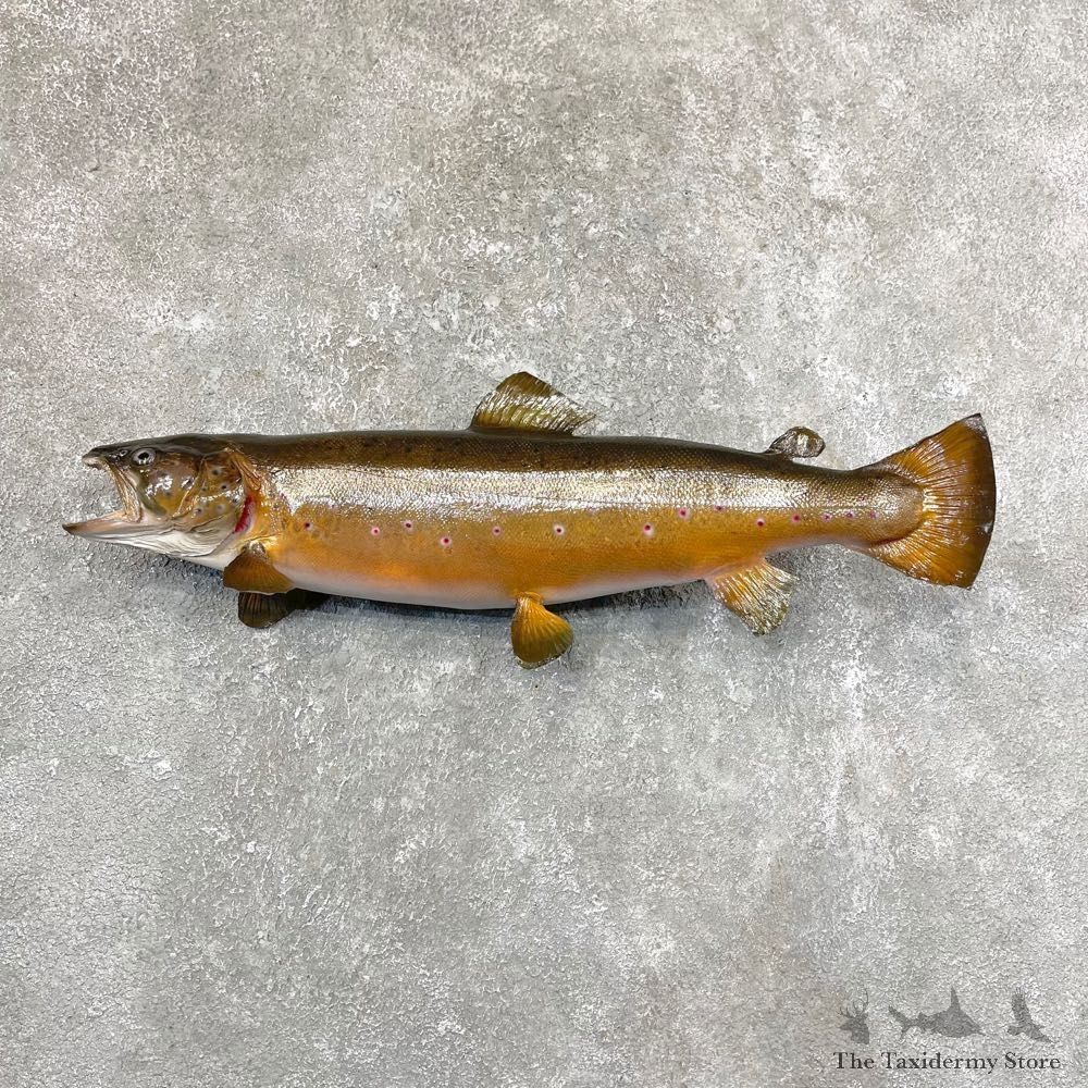 Brown Trout Fish Mount For Sale #24530 @ The Taxidermy Store