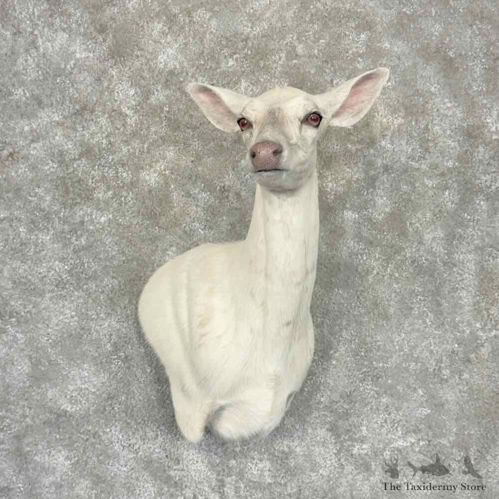 Albino Whitetail Deer Doe Wall Pedestal Mount For Sale #32244 @ The Taxidermy Store