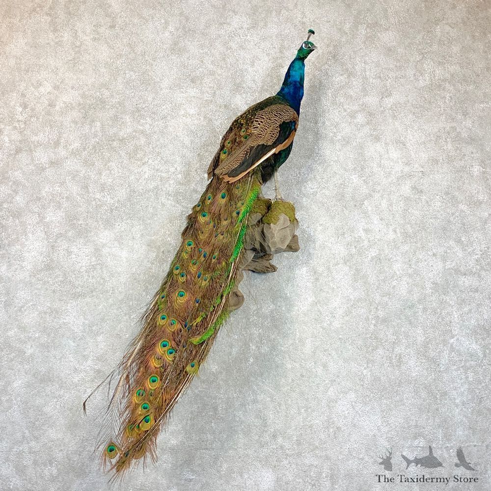 Blue Indian Peacock Bird Mount For Sale #22914 @ The Taxidermy Store