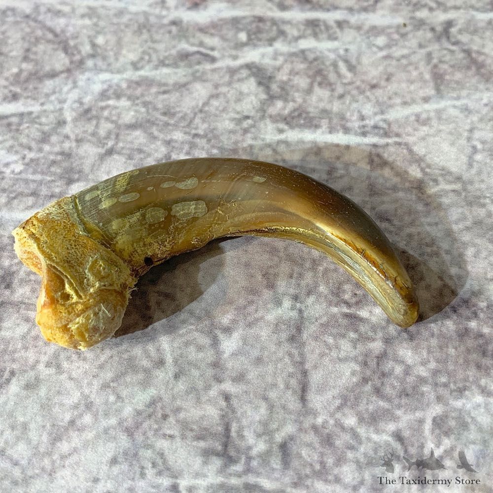 Grizzly Bear Claw For Sale #21911 @ The Taxidermy Store