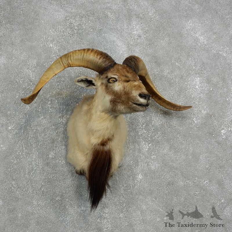 Corsican Ram Shoulder Mount For Sale #17630 @ The Taxidermy Store