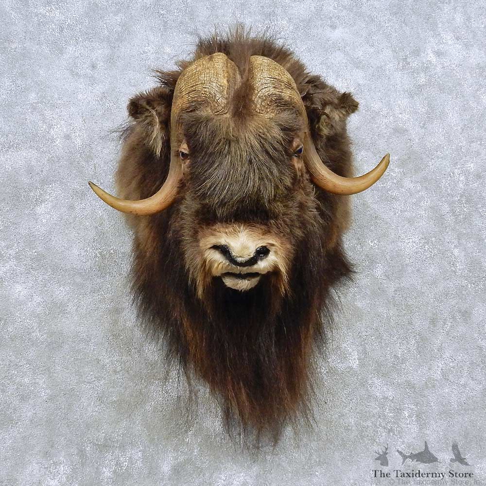 Greenland Muskox Shoulder Mount For Sale #15096 @ The Taxidermy Store