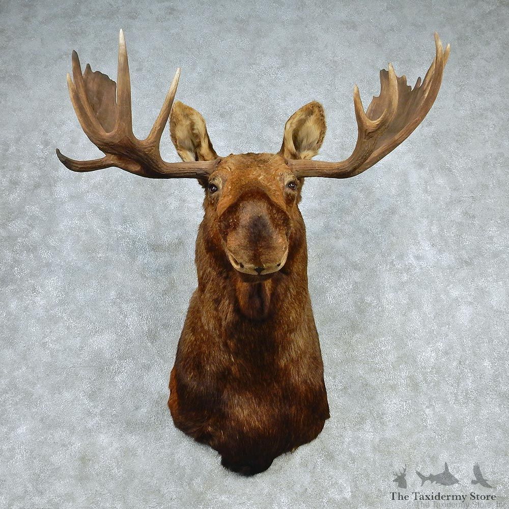 Alaskan Moose Shoulder Taxidermy Head Mount #12785 For Sale @ The Taxidermy Store