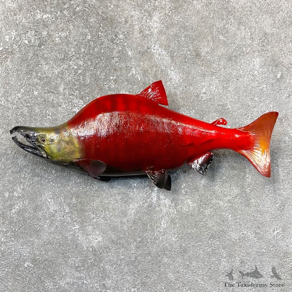 Sockeye Salmon Taxidermy Fish Mount For Sale #24368 @ The Taxidermy Store