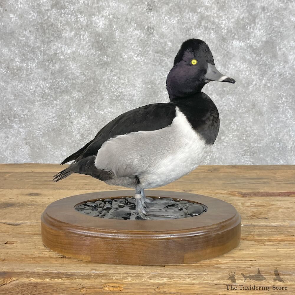 Ring-Necked Duck Bird Mount For Sale #28399 @ The Taxidermy Store