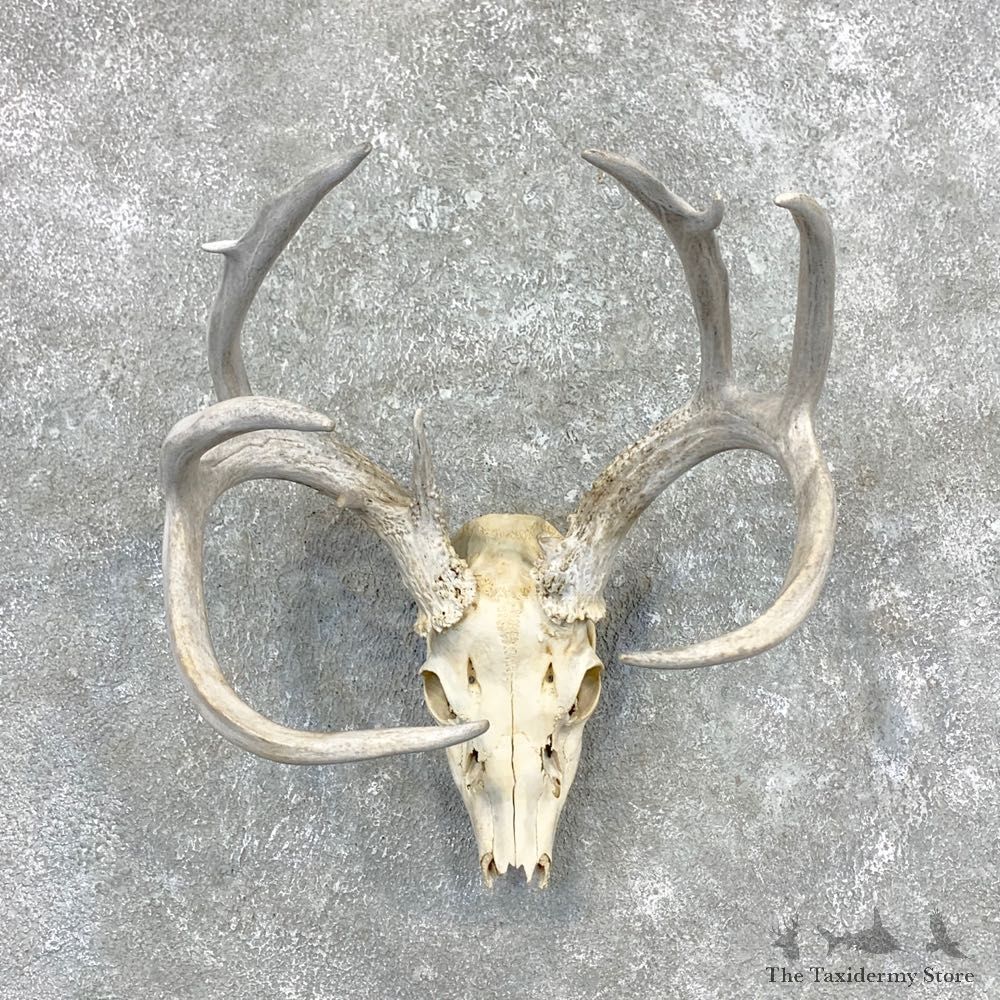Whitetail Deer Skull European Mount For Sale #23362 @ The Taxidermy Store