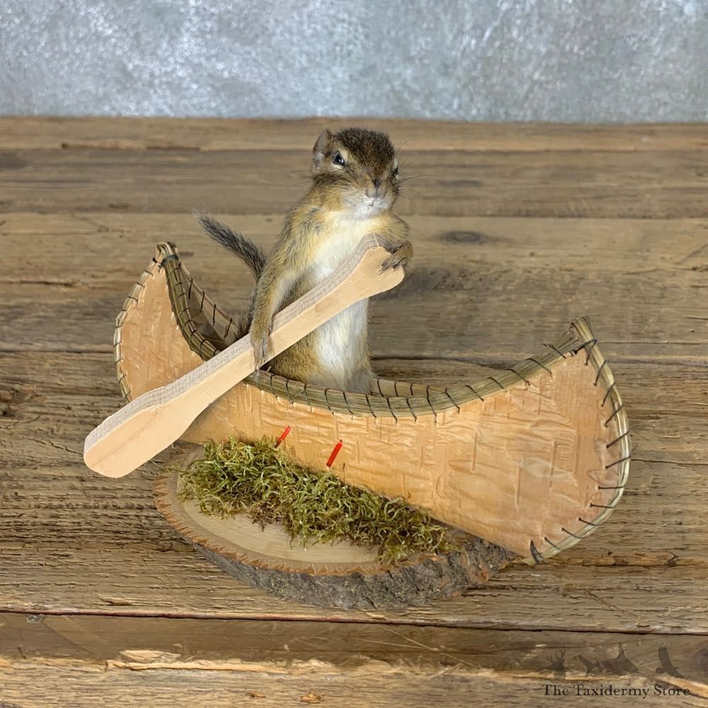 Canoe Chipmunk Novelty Mount For Sale #22605 @ The Taxidermy Store