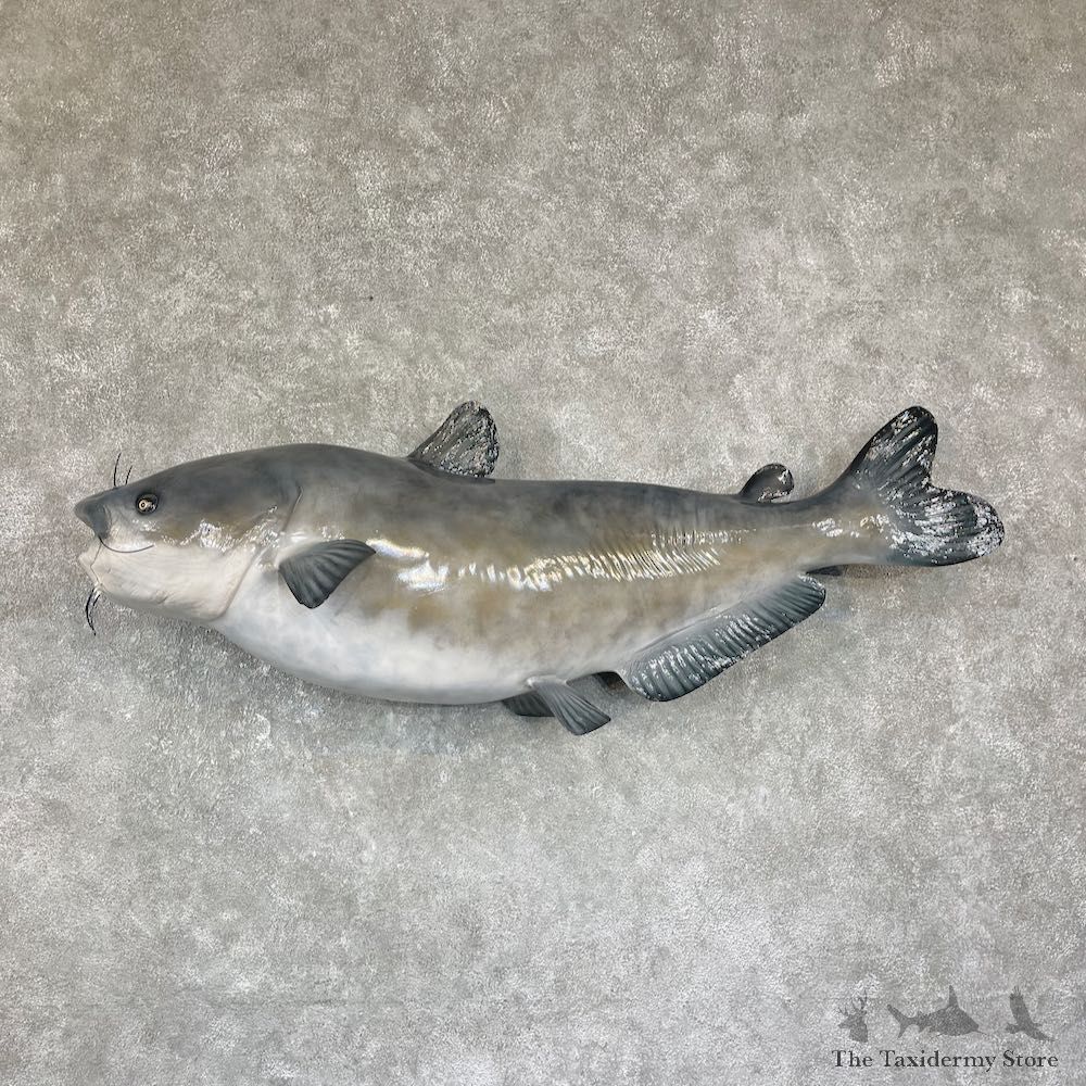 Reproduction Blue Catfish Fish Mount #25866 - The Taxidermy Store