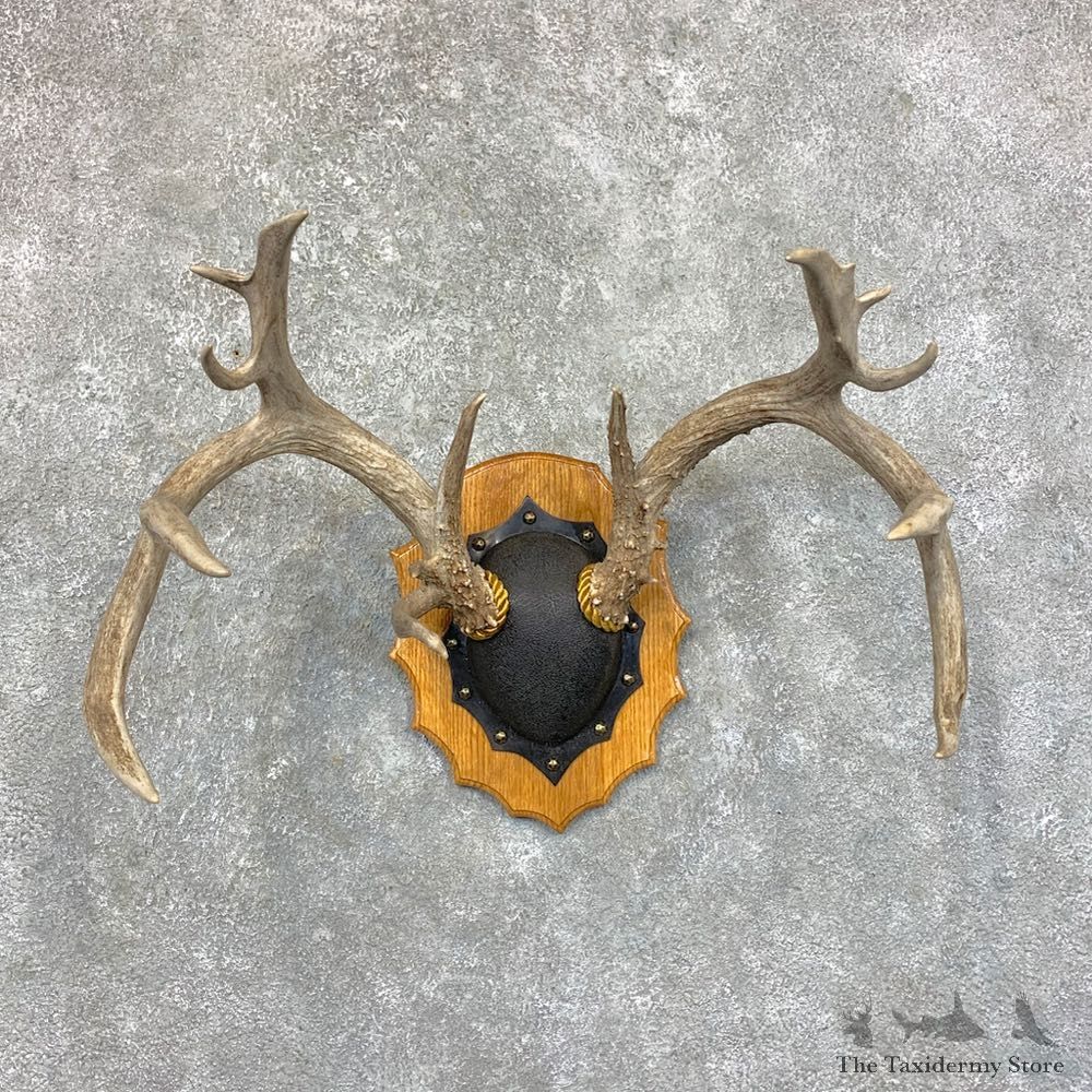 Whitetail Deer Antler Plaque Mount For Sale #23572 @ The Taxidermy Store