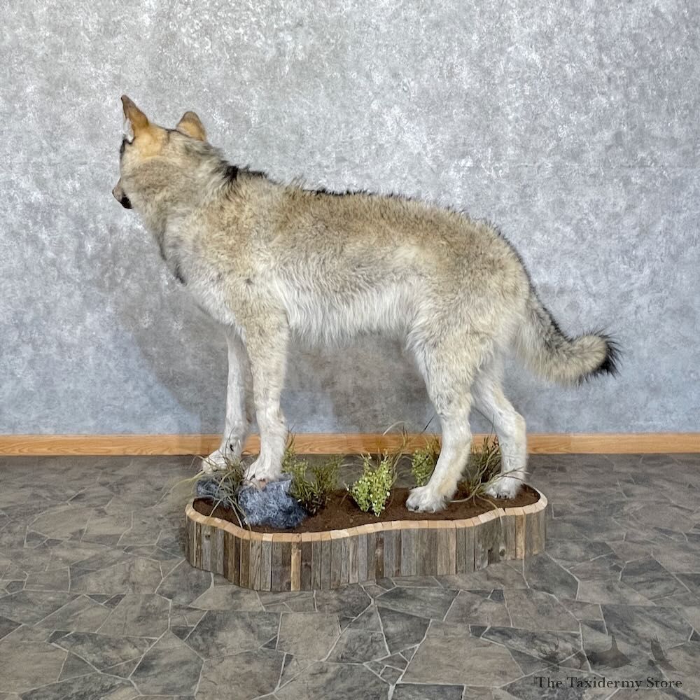 Alaskan Grey Wolf Life-Size Mount For Sale #27733 @ The Taxidermy Store