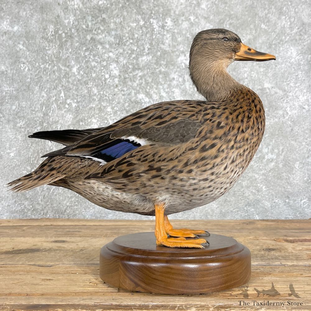 Mallard Duck Taxidermy Mount For Sale #26197 - The Taxidermy Store