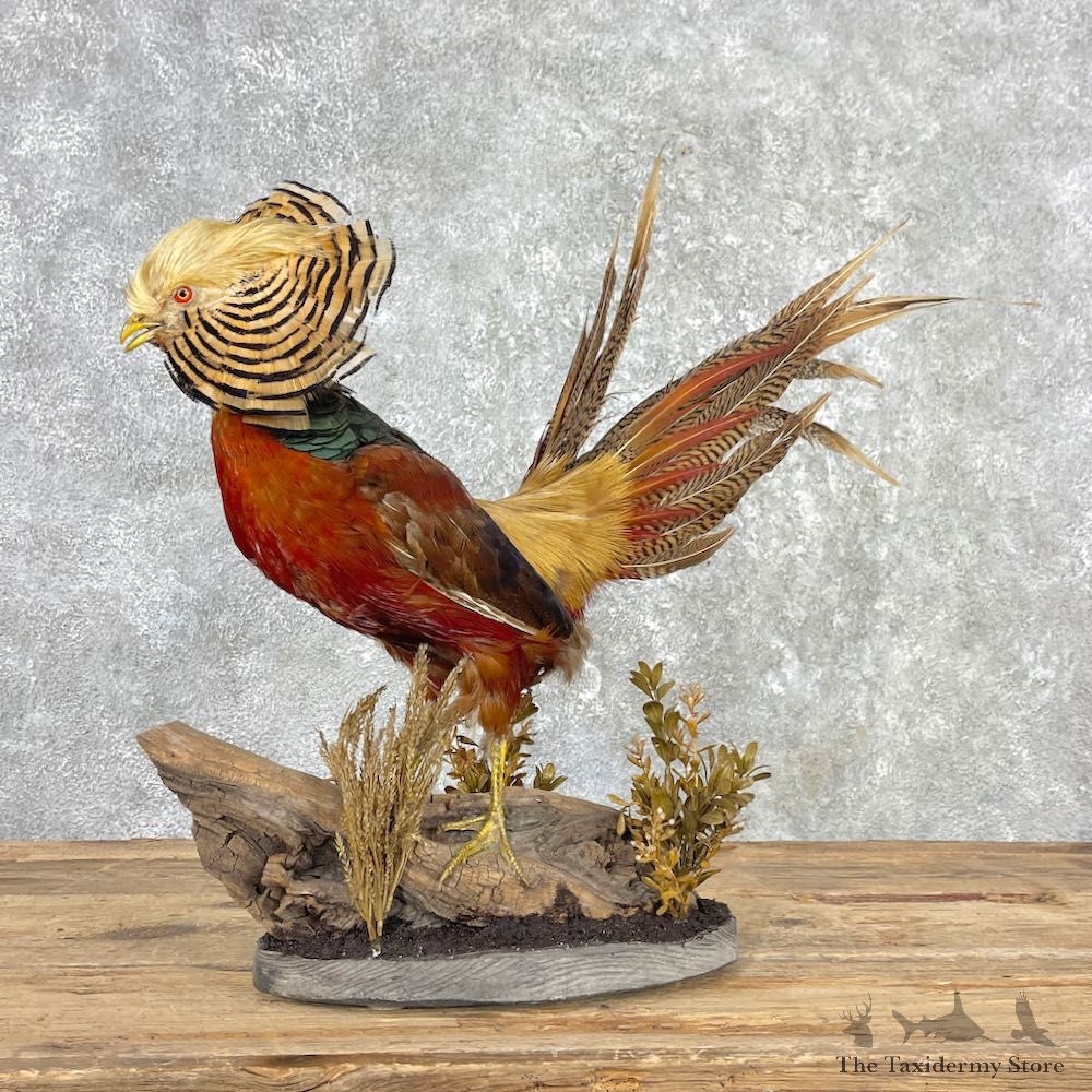 Red Golden Pheasant Mount For Sale #26004 @ The Taxidermy Store