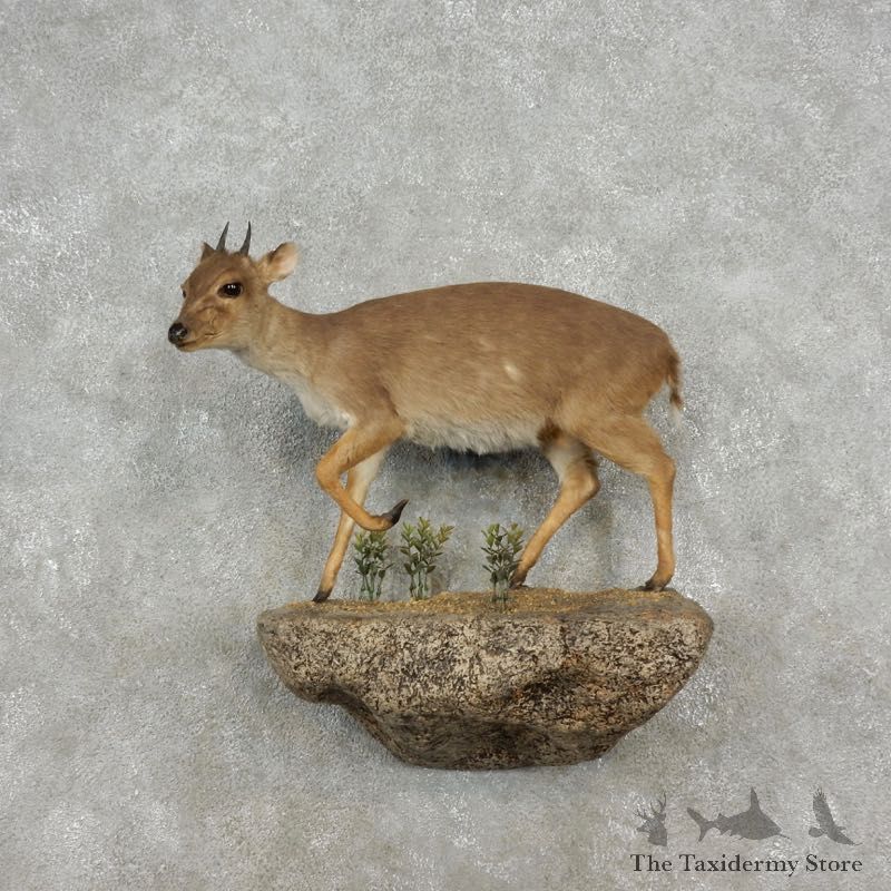 Blue Duiker Life-Size Mount For Sale #17353 @ The Taxidermy Store
