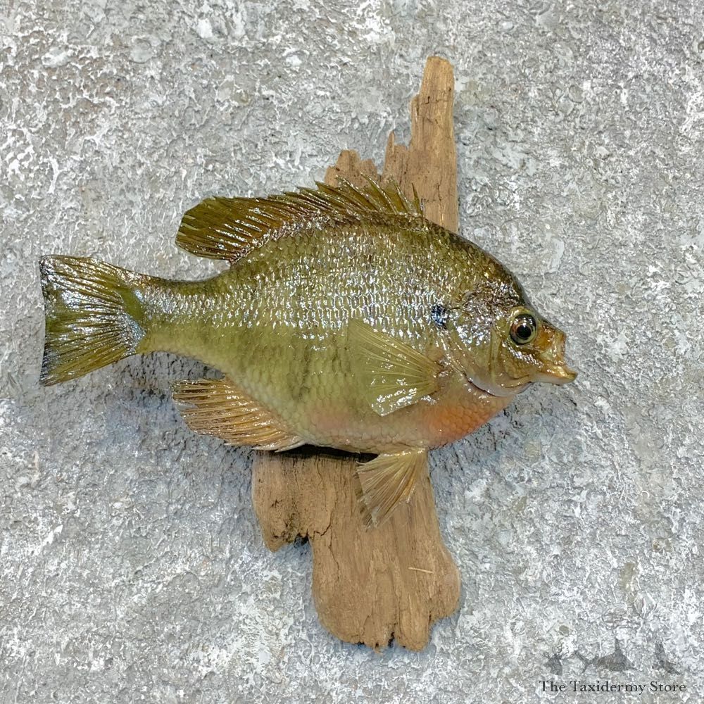 Bluegill Taxidermy Fish Mount #23622 For Sale @ The Taxidermy Store