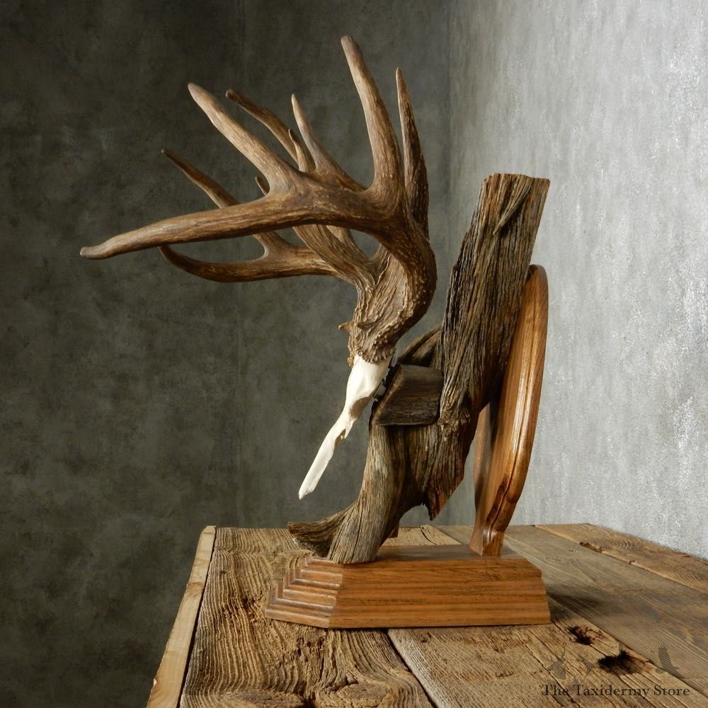 Whitetail Deer Quad Main Beam Antler Mount For Sale #14009 @ The Taxidermy Store