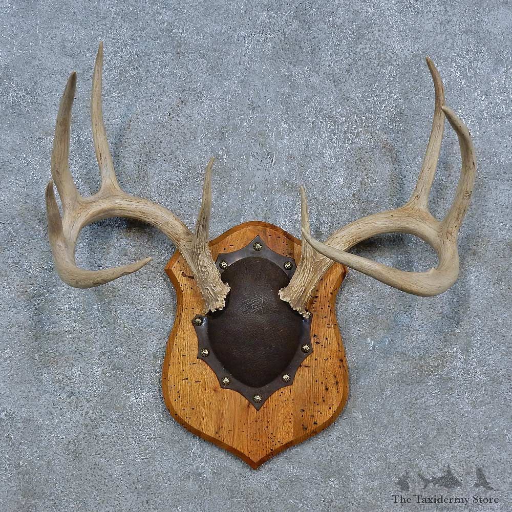 Whitetail Deer Antler Plaque Taxidermy Mount For Sale