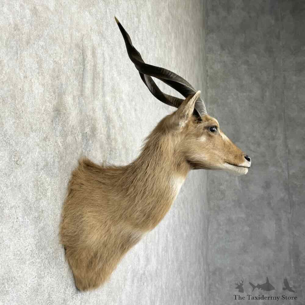 Zambezi Sitatunga Shoulder Mount For Sale #32011 @ The Taxidermy Store