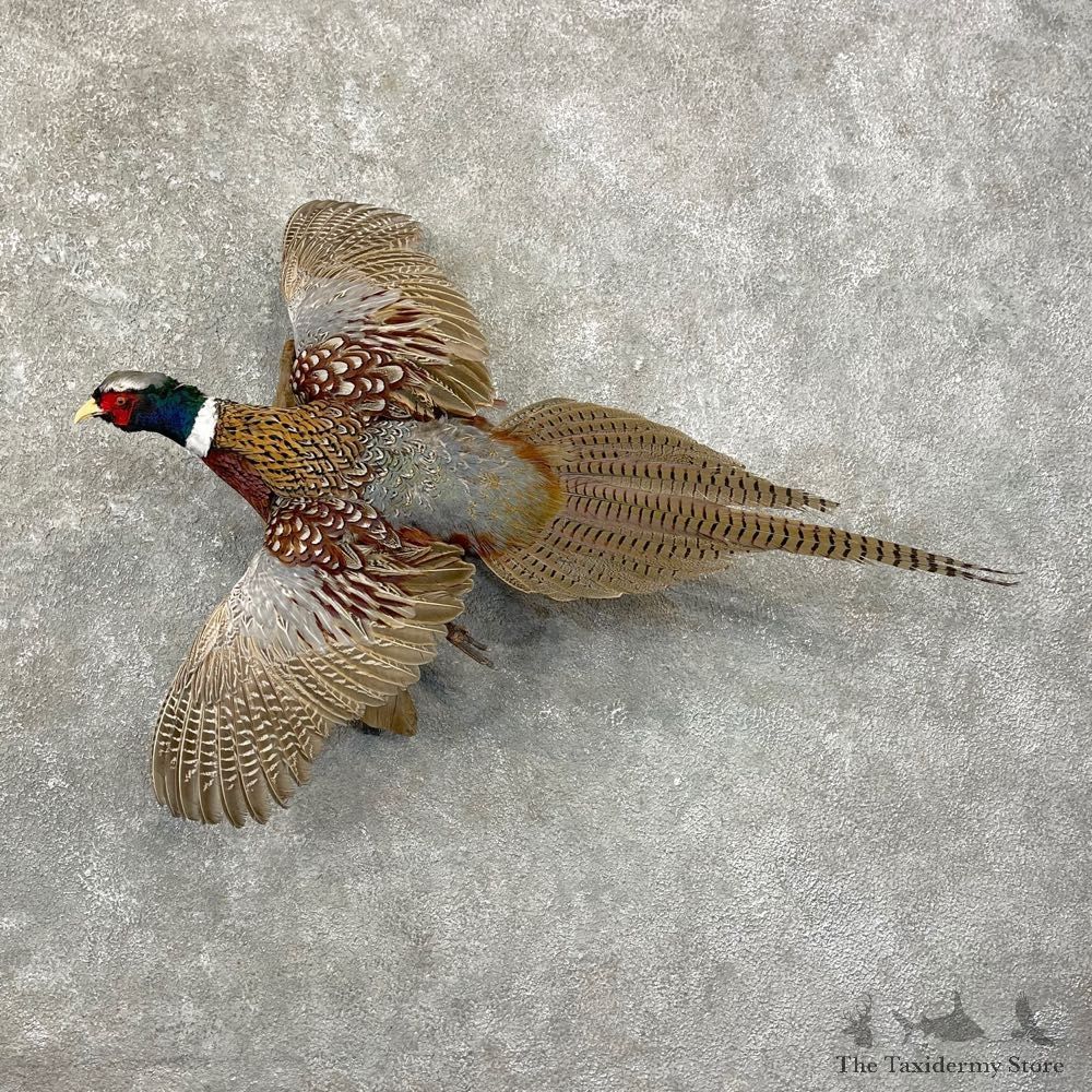 Ringneck Pheasant Bird Mount For Sale #24778 @ The Taxidermy Store