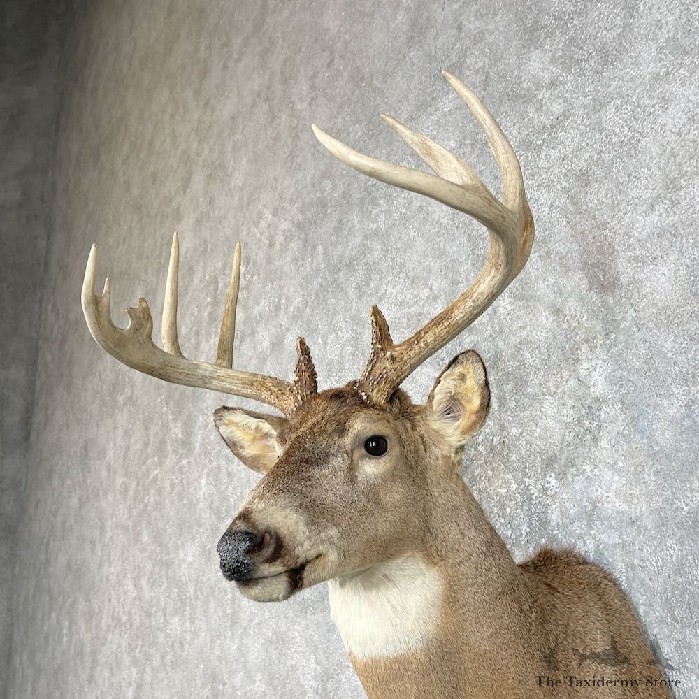 Whitetail Deer Taxidermy Shoulder Mount For Sale #25836 @ The Taxidermy Store