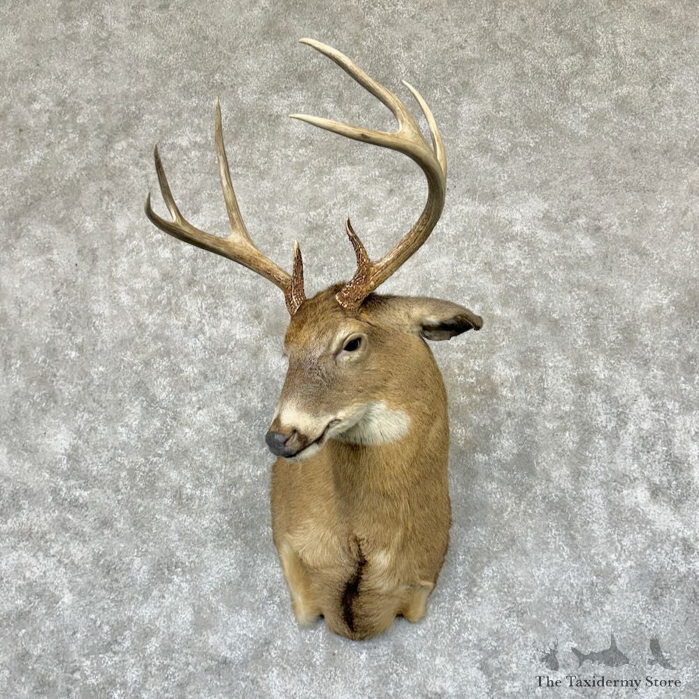 Whitetail Deer Shoulder Mount For Sale #29160 - The Taxidermy Store