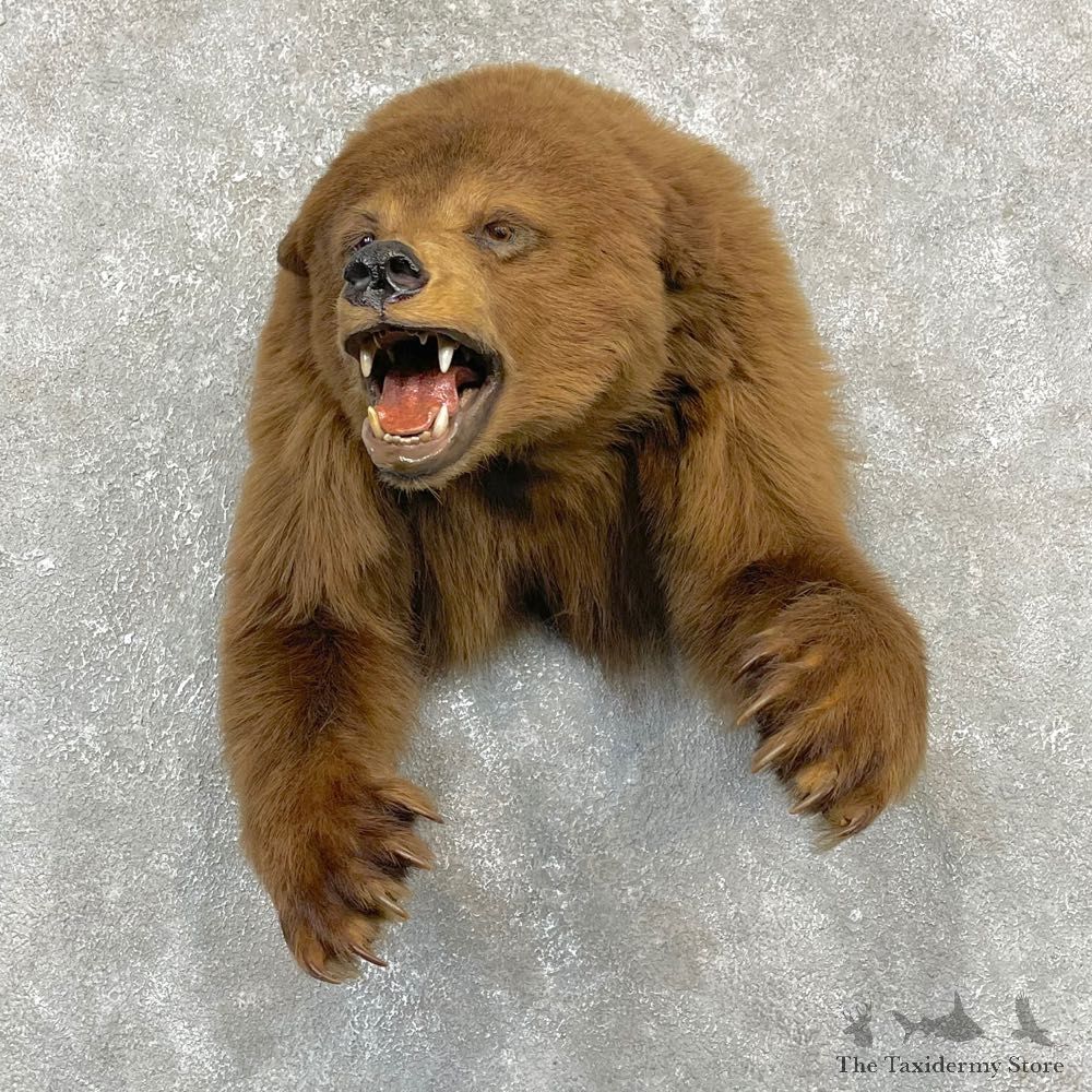 Cinnamon Black Bear 1/2-Life-Size Mount For Sale #24153 @ The Taxidermy Store