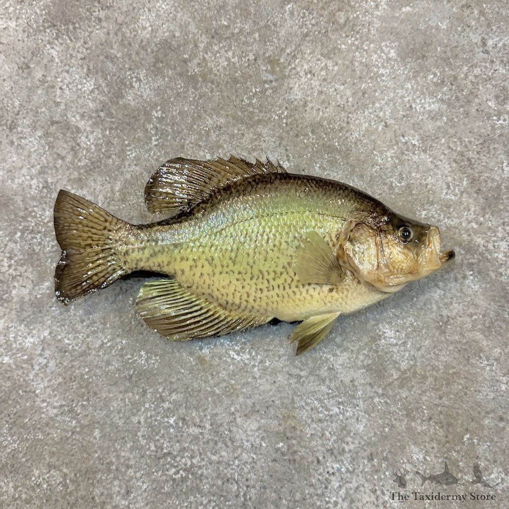White Crappie Fish Mount For Sale #30068 @ The Taxidermy Store