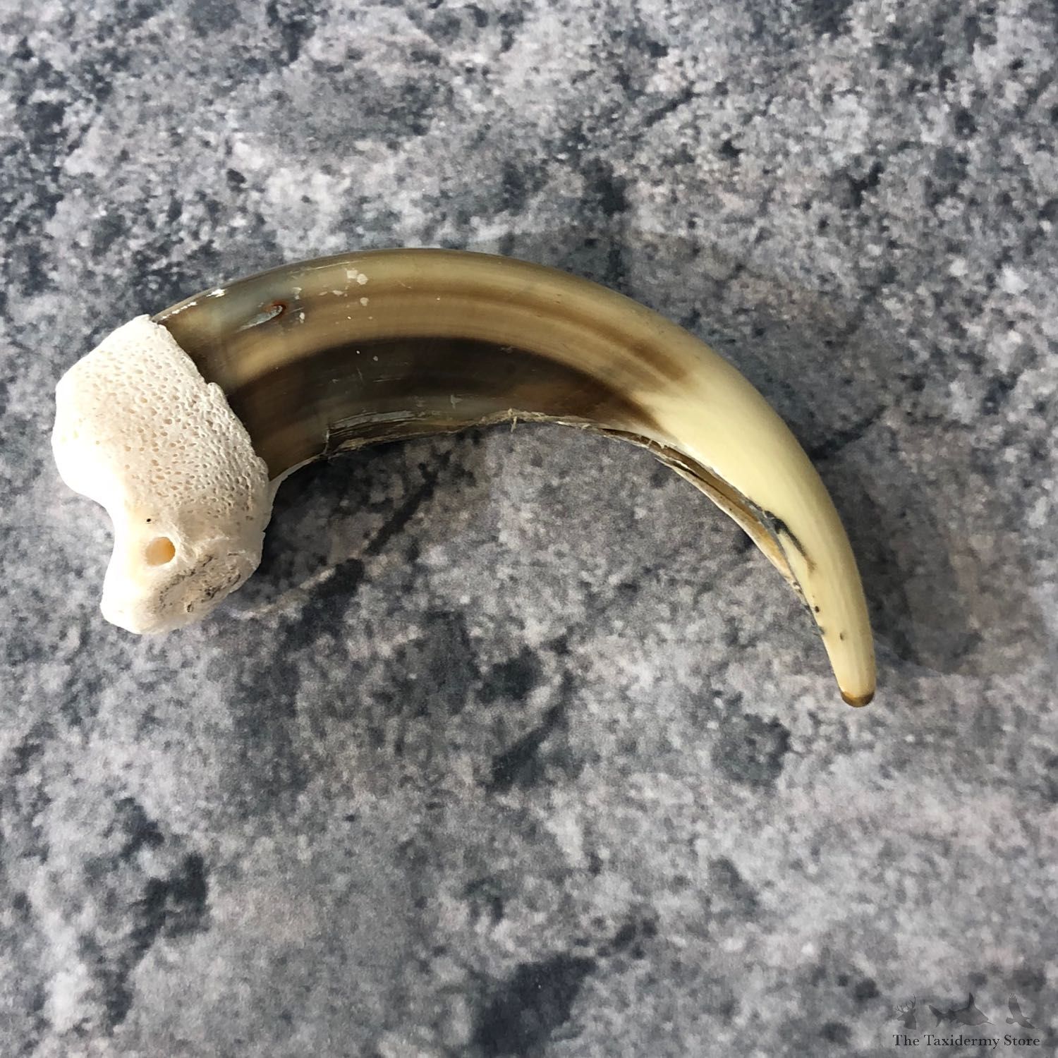 Grizzly Bear Claw For Sale #19910 @ The Taxidermy Store