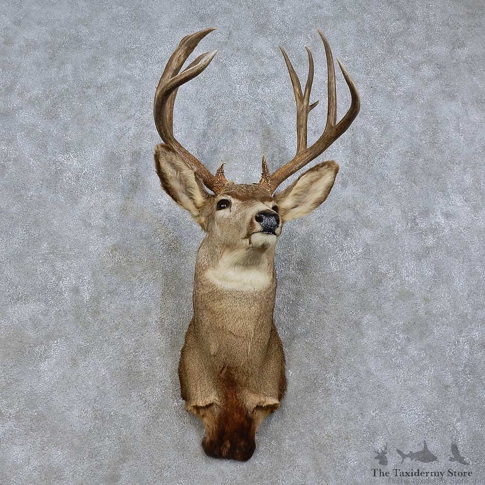 Mule Deer Shoulder Mount For Sale #15800 @ The Taxidermy Store