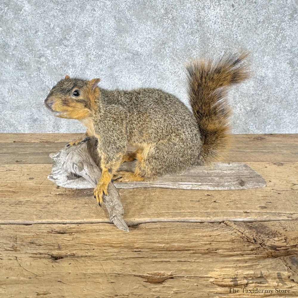 Fox Squirrel Life-Size Mount For Sale #30224 @ The Taxidermy Store