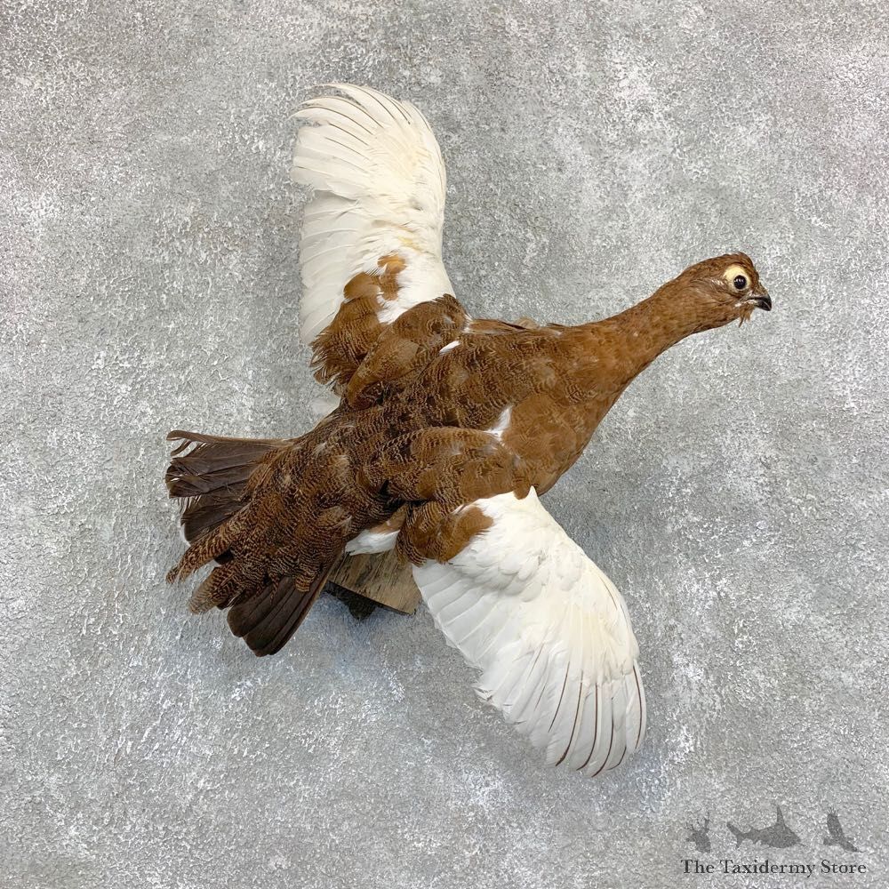 Ptarmigan Taxidermy Mount For Sale #21751 @ The Taxidermy Store