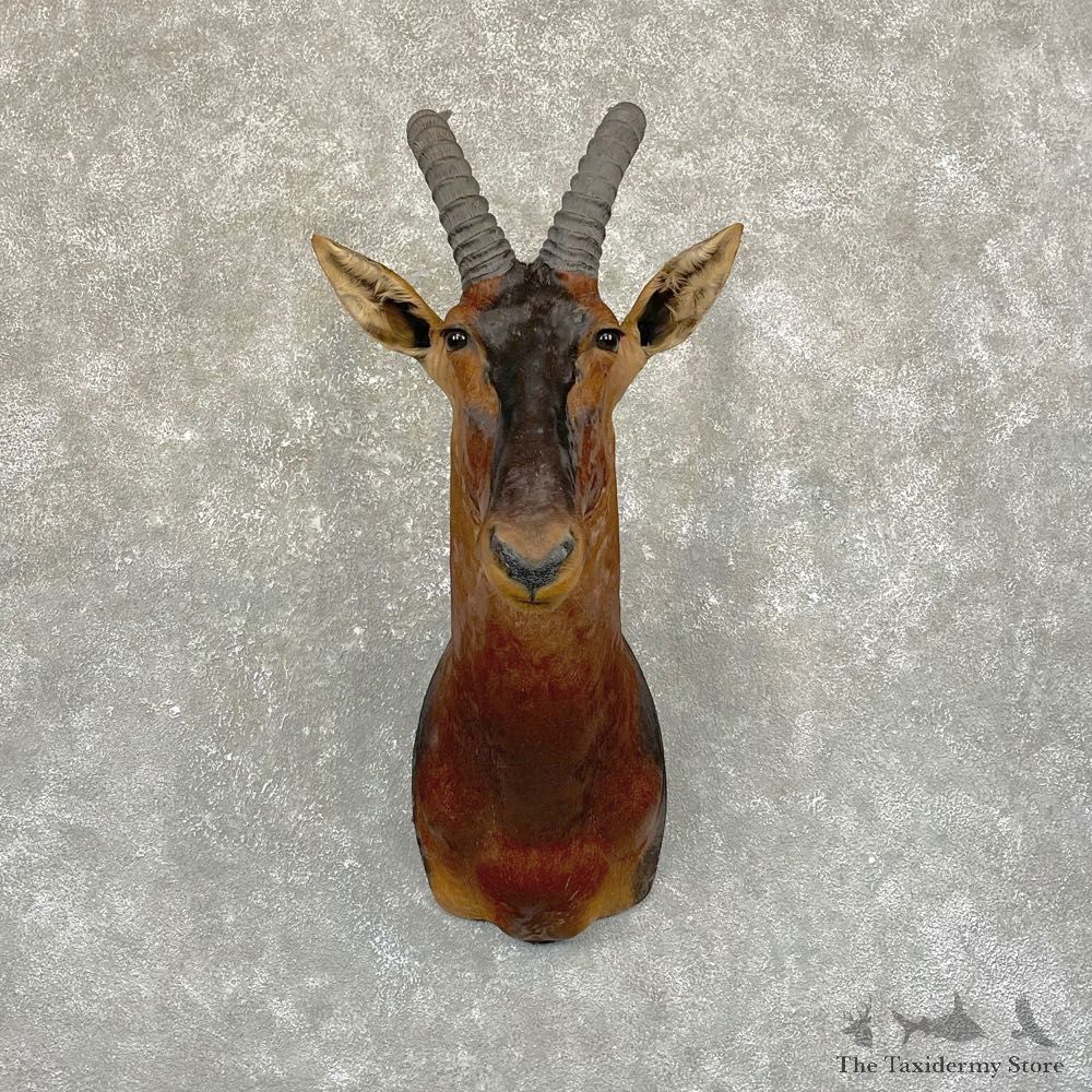 Tiang Shoulder Mount For Sale #24937 @ The Taxidermy Store