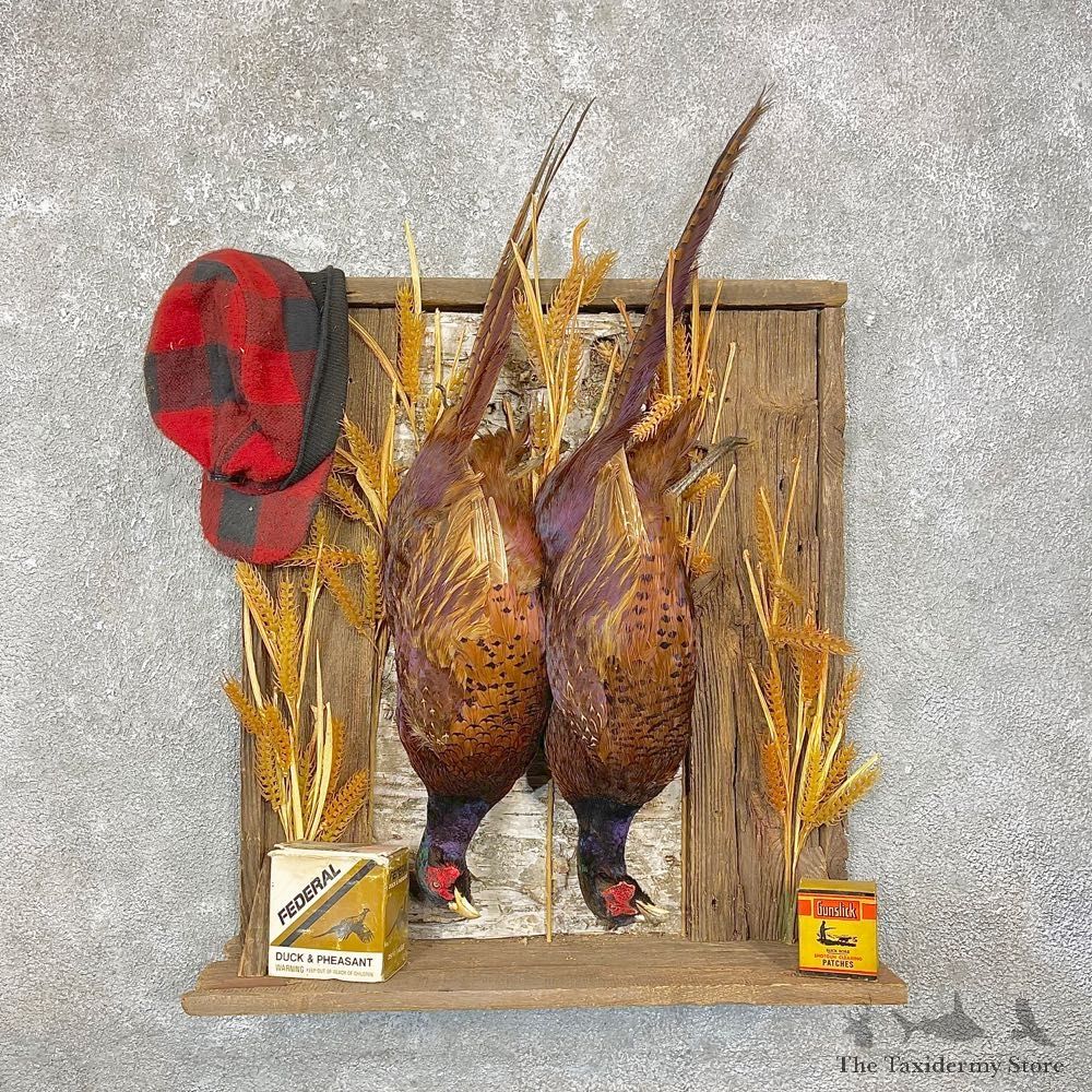 Copper Pheasant Bird Mount For Sale #24789 @ The Taxidermy Store