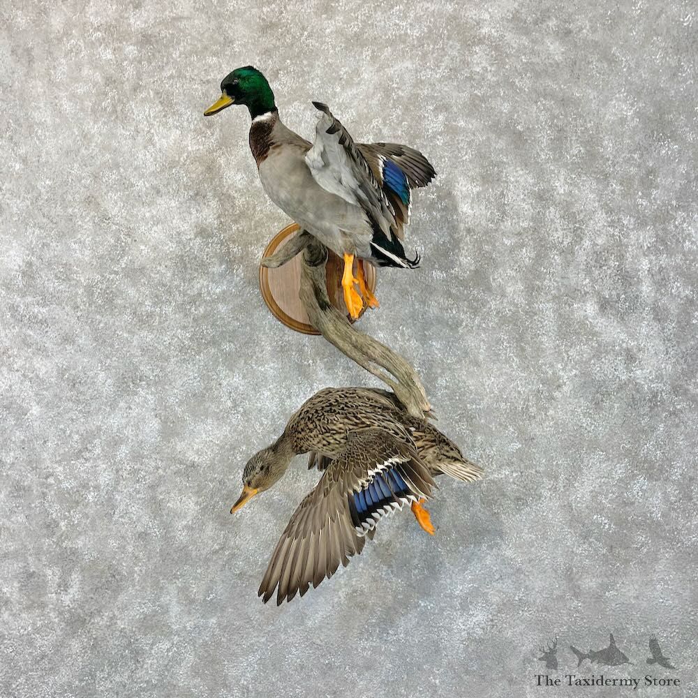 Mallard Drake and Hen Duck Mount For Sale #28524 - The Taxidermy Store