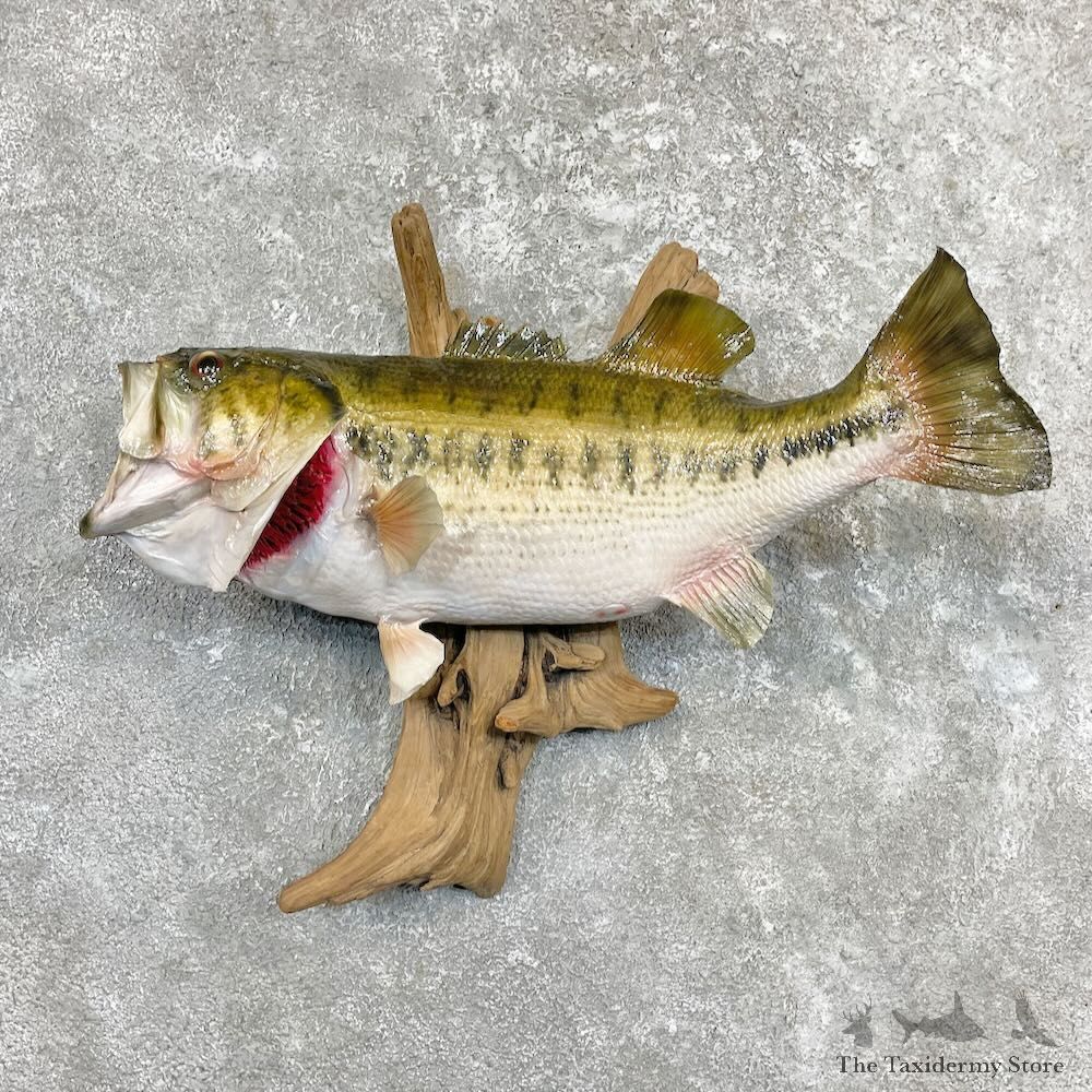 Largemouth Bass Fish Mount For Sale #27266 @ The Taxidermy Store