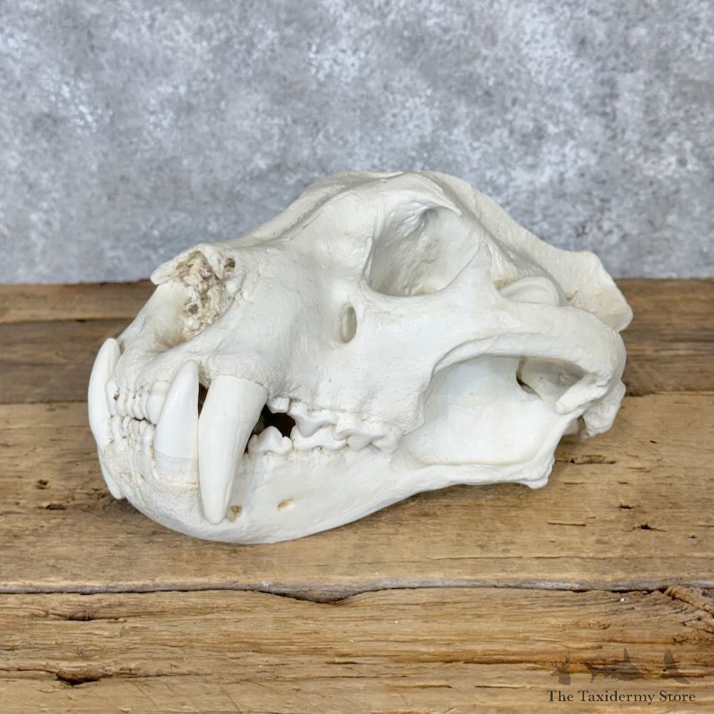 Reproduction Jaguar Full Skull For Sale #29121 @ The Taxidermy Store