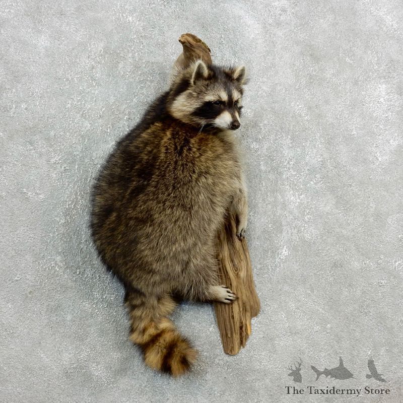 Wall-Hanging Raccoon Mount For Sale #18123 @ The Taxidermy Store