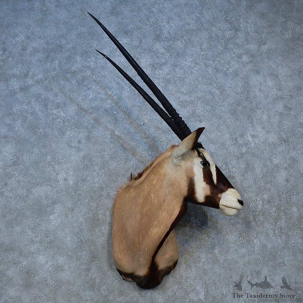 African Gemsbok Shoulder Mount For Sale #15284 @ The Taxidermy Store