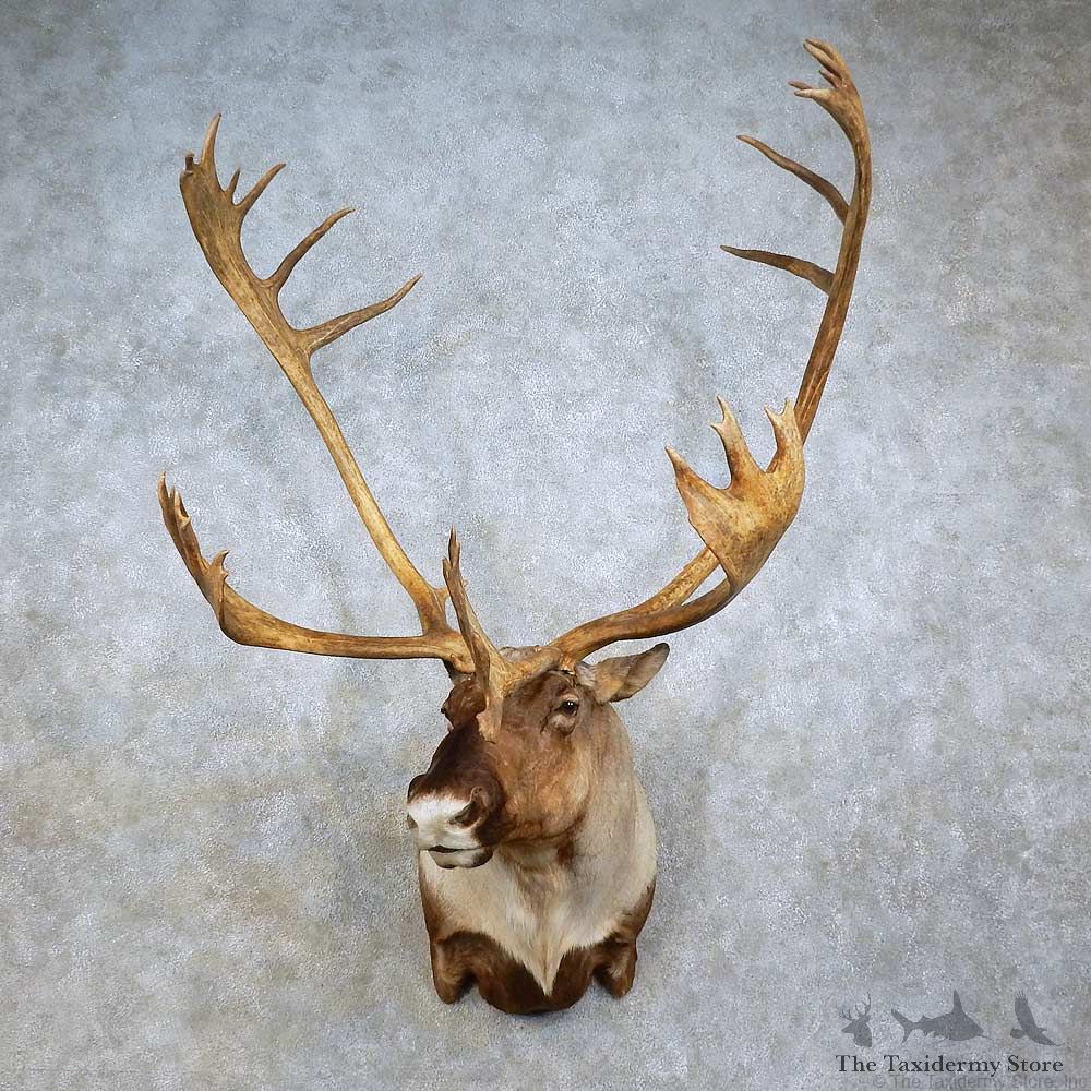 Mountain Caribou Shoulder Mount For Sale #15794 @ The Taxidermy Store
