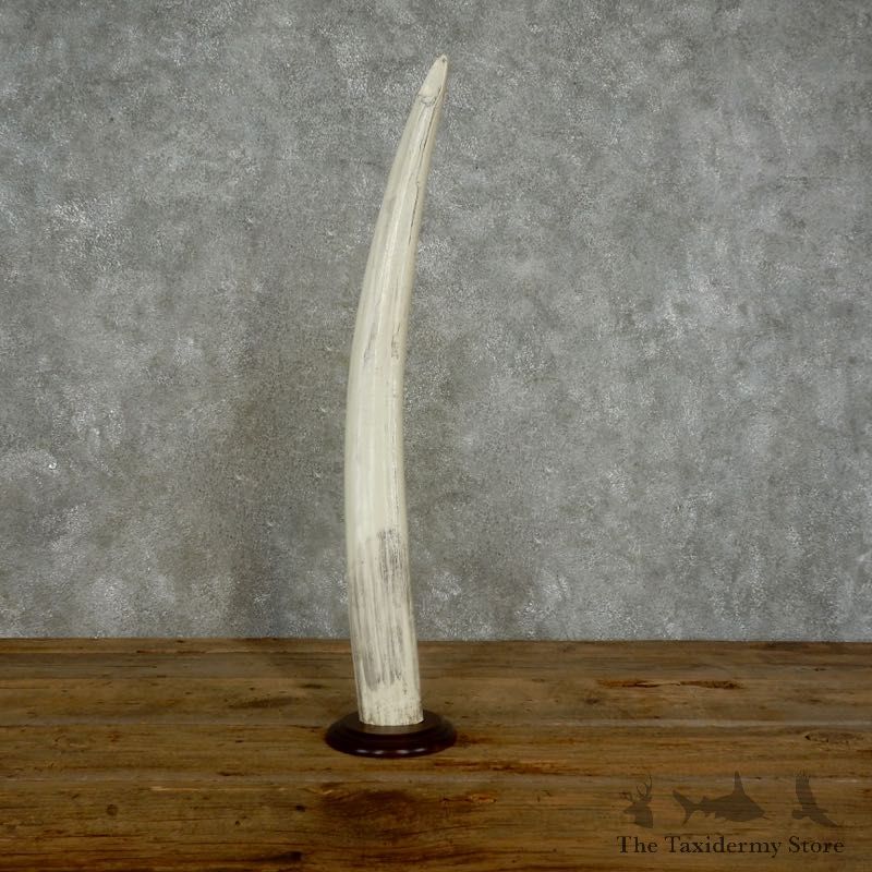 Walrus Tusk Replica Mount For Sale #17386 @ The Taxidermy Store
