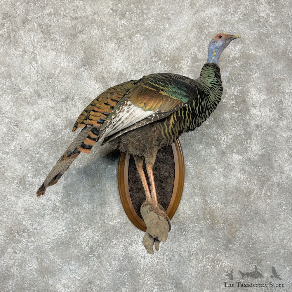 Ocellated Turkey Hen Bird Mount For Sale #29283 @ The Taxidermy Store