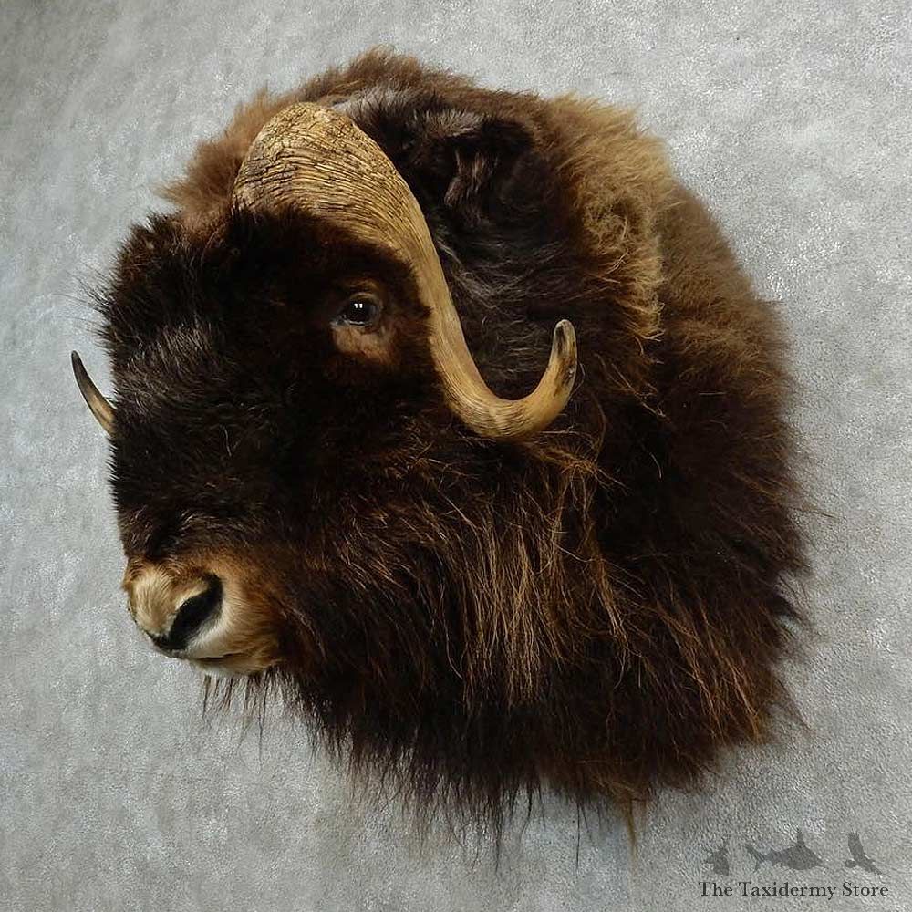 Barren Ground Muskox Shoulder Mount For Sale #16972 @ The Taxidermy Store