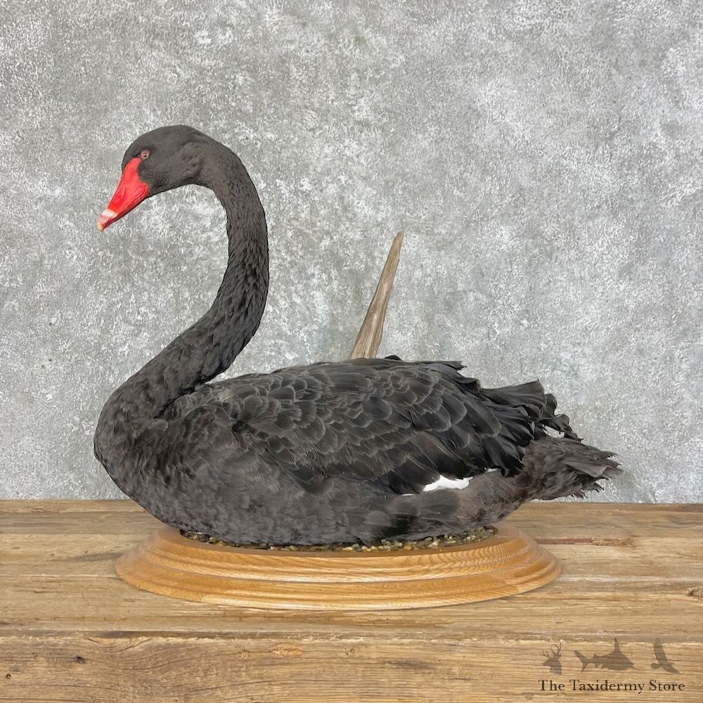 Black Swan Bird Mount For Sale #27589 @ The Taxidermy Store