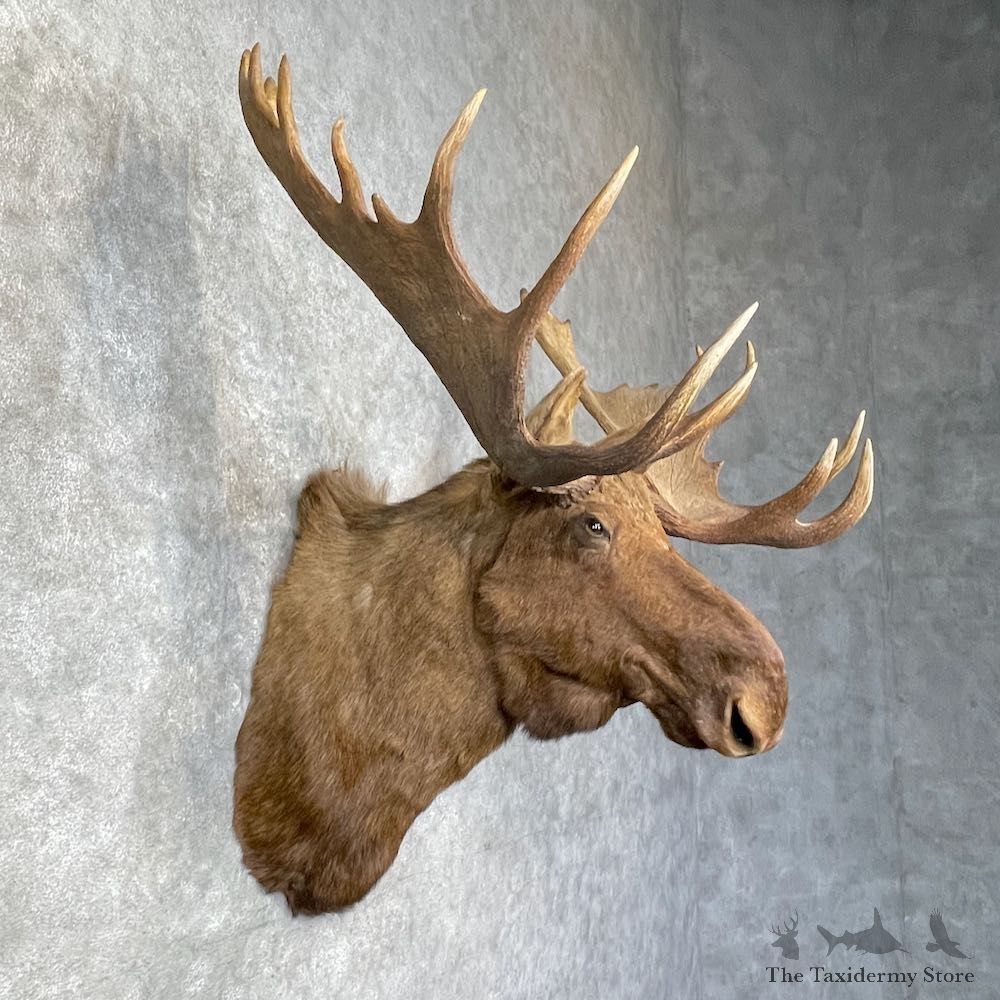 Alaskan Yukon Moose Shoulder Mount For Sale #25394 @ The Taxidermy Store