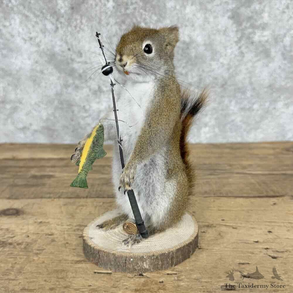 Fishing Red Pine Squirrel Novelty Mount For Sale #32262 @ The Taxidermy Store