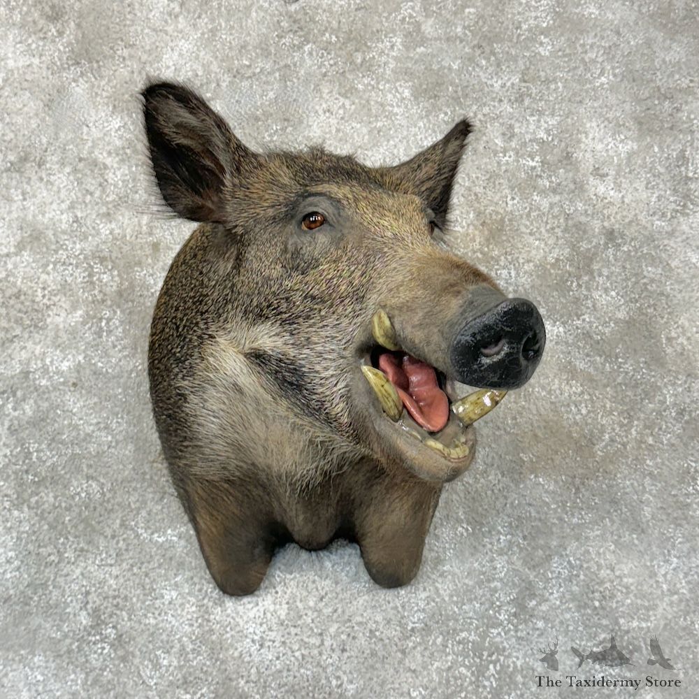 Wild Boar Shoulder Mount For Sale #29280 @ The Taxidermy Store