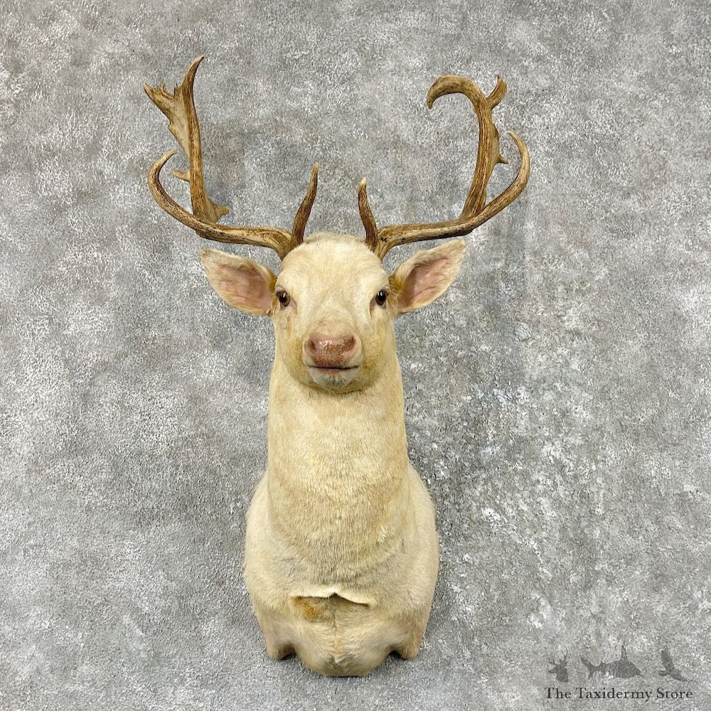 White Fallow Deer Shoulder Mount For Sale #26174 @ The Taxidermy Store