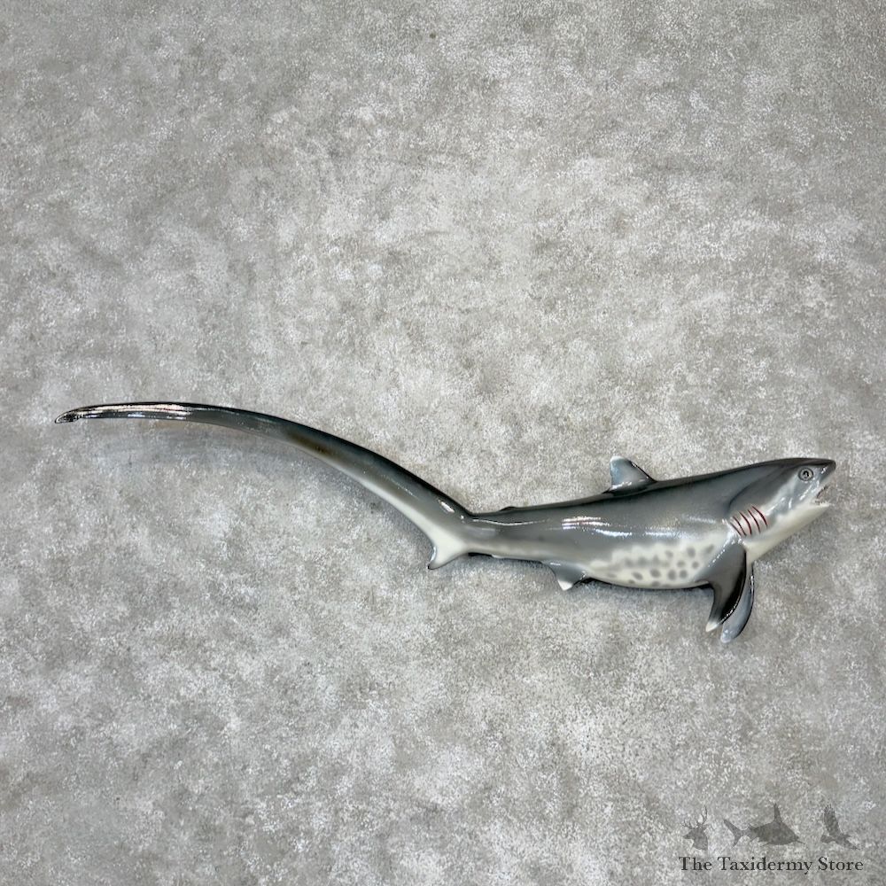 Thresher Shark Reproduction Mount For Sale #29804 @ The Taxidermy Store
