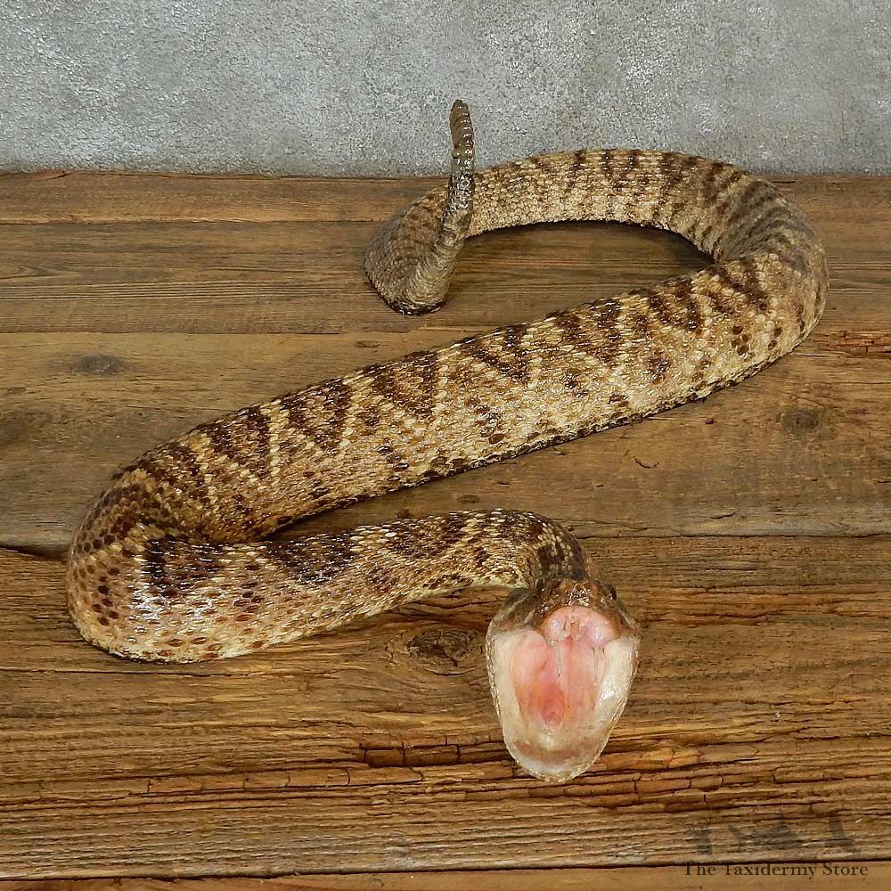 Eastern Diamondback Snake Mount For Sale #16997 @ The Taxidermy Store