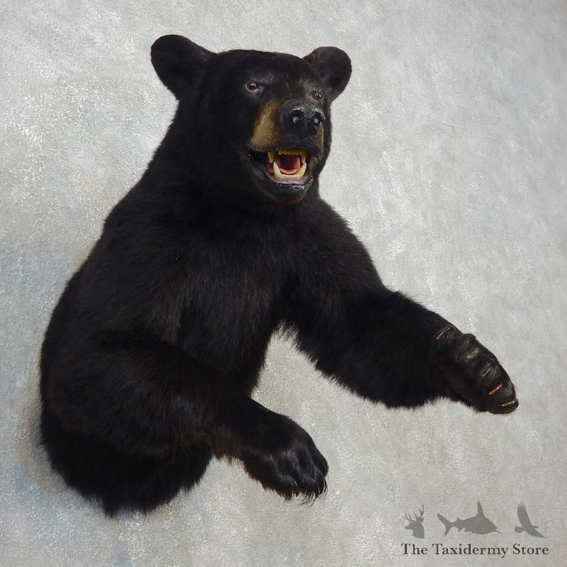 Black Bear 1/2-Life-Size Mount For Sale #17749 @ The Taxidermy Store